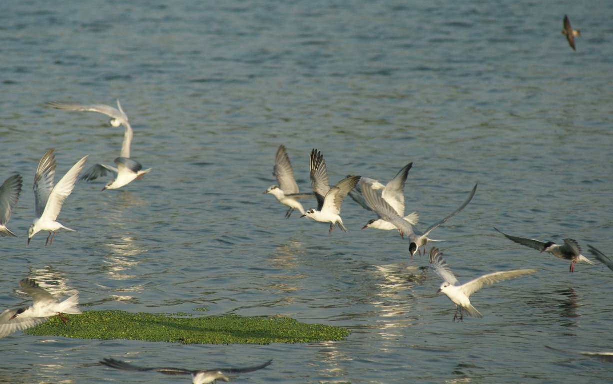 White-winged Black Terns and Whiskered Terns at Palmy Ponds